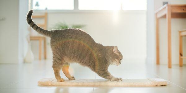 Horizontal scratching pad shop